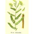 Astragalus propinquus